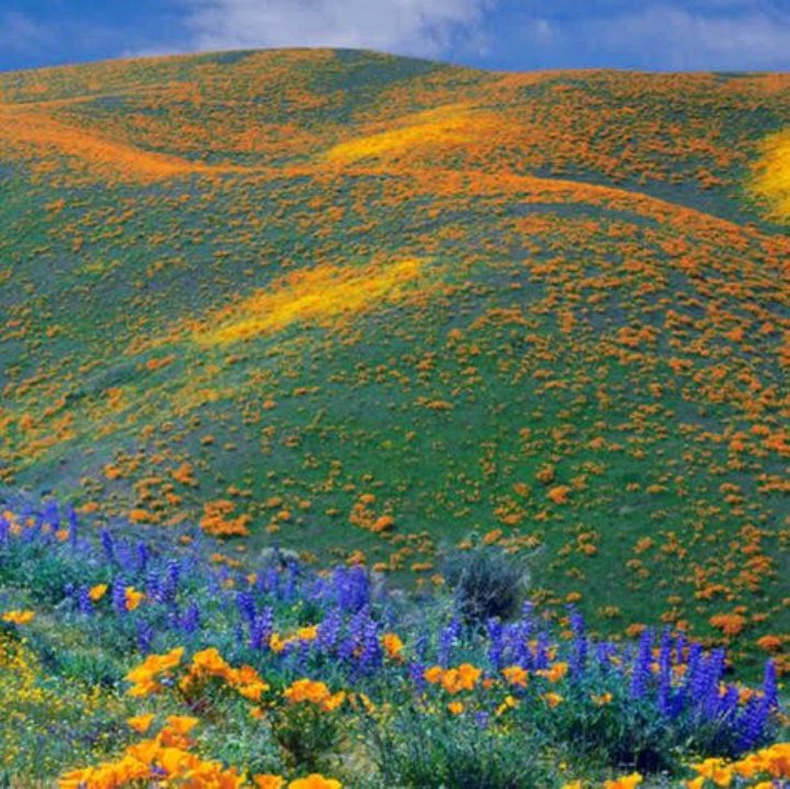 BIASHARACONNEC2's tweet photo. Karibu Kitulo National Park🌺🥀🏵️
#BustaniYaMungu
#VisitKitulo
#VisitTanzania
@tzparks https://t.co/H0UZg5p85q
