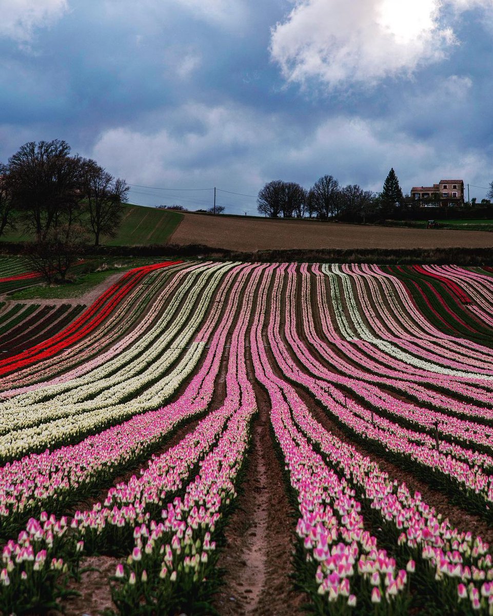 myslowprovence's tweet photo. LaBrillane #tulipsfields #tulips #tulipes #provence #luberon https://t.co/WNk8MQy3Cp