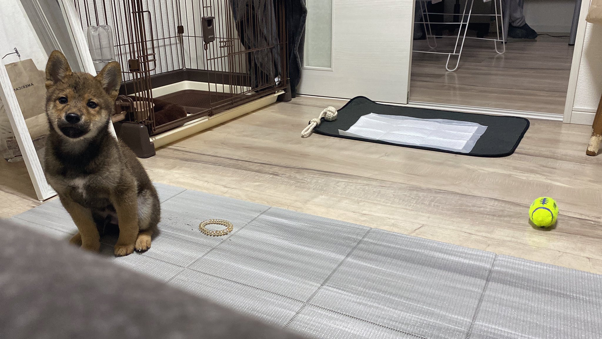 柴犬ととまる Toto Shiba21 Twitter