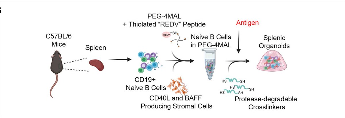 Dr_ASingh's tweet photo. New manuscript “Engineering Early Memory B cell-like Phenotype in Hydrogel-based Immune Organoids” accepted for pub! 🎉We demonstrate interplay of biomaterials, interleukins 9 and 21, &amp; bacterial outer-membrane antigen in generating early memory B cell-like phenotype ex vivo!🧫 https://t.co/mPGY5fypaK