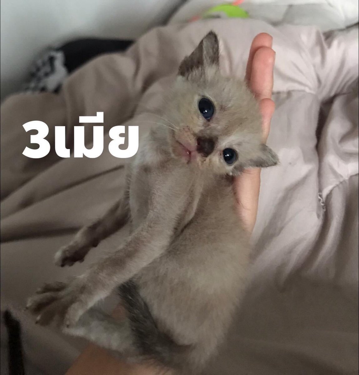pararam26's tweet photo. หาบ้านให้น้องค่ะ อายุ1เดือนเริ่มอาหารเปียก เริ่มเข้ากระบะทรายได้แล้ว
ขอคนที่สะดวกรับเป็นคู่นะคะ
ตัวผู้1 ตัวเมีย3 นิสัยขี้อ้อนติดคน

พิกัด :ในโรงเรียนธัญบุรี ปทุมธานี#หาบ้านให้แมว #หาบ้านให้แมว #แมวหาบ้าน #ลูกแมว #แมวจร https://t.co/v3ZZ8Spivl