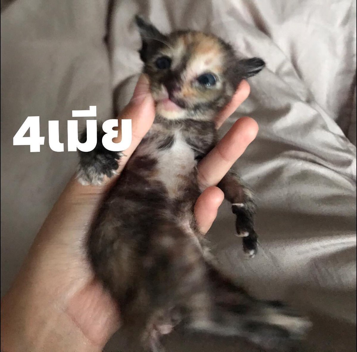 pararam26's tweet photo. หาบ้านให้น้องค่ะ อายุ1เดือนเริ่มอาหารเปียก เริ่มเข้ากระบะทรายได้แล้ว
ขอคนที่สะดวกรับเป็นคู่นะคะ
ตัวผู้1 ตัวเมีย3 นิสัยขี้อ้อนติดคน

พิกัด :ในโรงเรียนธัญบุรี ปทุมธานี#หาบ้านให้แมว #หาบ้านให้แมว #แมวหาบ้าน #ลูกแมว #แมวจร https://t.co/v3ZZ8Spivl