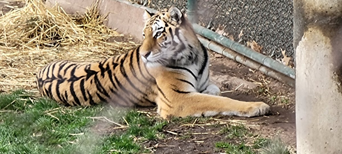 vectorborneslu's tweet photo. FIELD TRIP DAY!!! #SLUattheZOO https://t.co/69uk4MIW2g