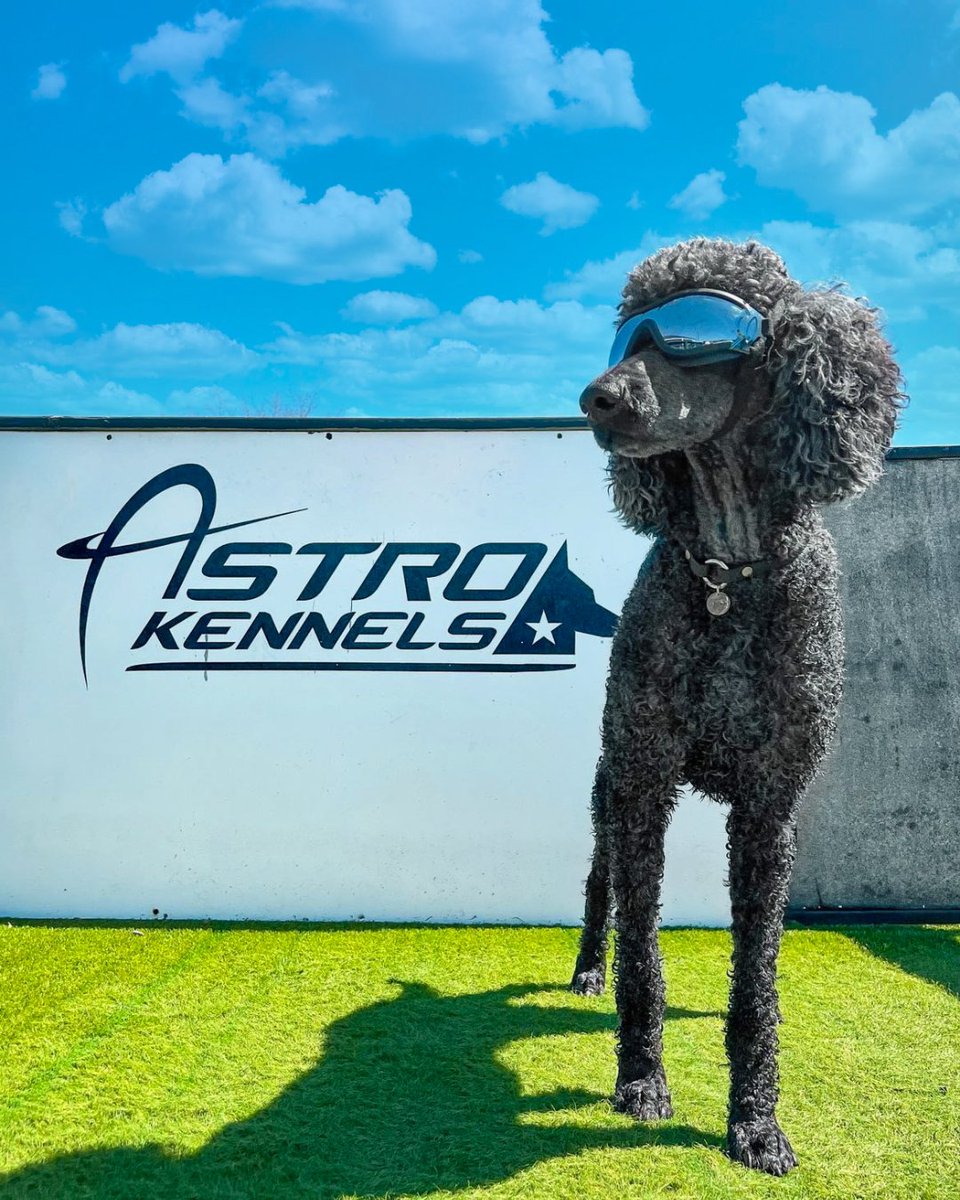 astrokennels's tweet photo. Grimm acts like he's too cool for us, and he's probably right. 😎 #astrodog #leaderofthepack https://t.co/rQbmdOnwkt