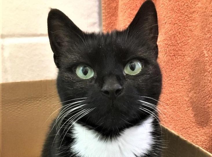AdoptionsUk's tweet photo. Please retweet to help Phoebe find a home #GLOUCESTERSHIRE #ENGLAND 

Aged 4, stressed in the cattery, looking for an experienced adult home as the only pet. 
She is playful and enjoys cuddles ❤️
DETAILS👇
https://t.co/3Zld1wT6ED…
#cats #caturday #Tuesday #pets #animals https://t.co/Y557uBrAQO