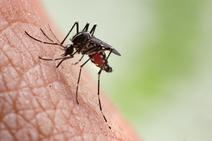 Slightly unfortunate news! The voracious, ankle-biting, Aedes mosquito has invaded SoCal. They fly low and bite during the day. Your best bet? Giving up going outside and these other tips: bit.ly/36AgRW8