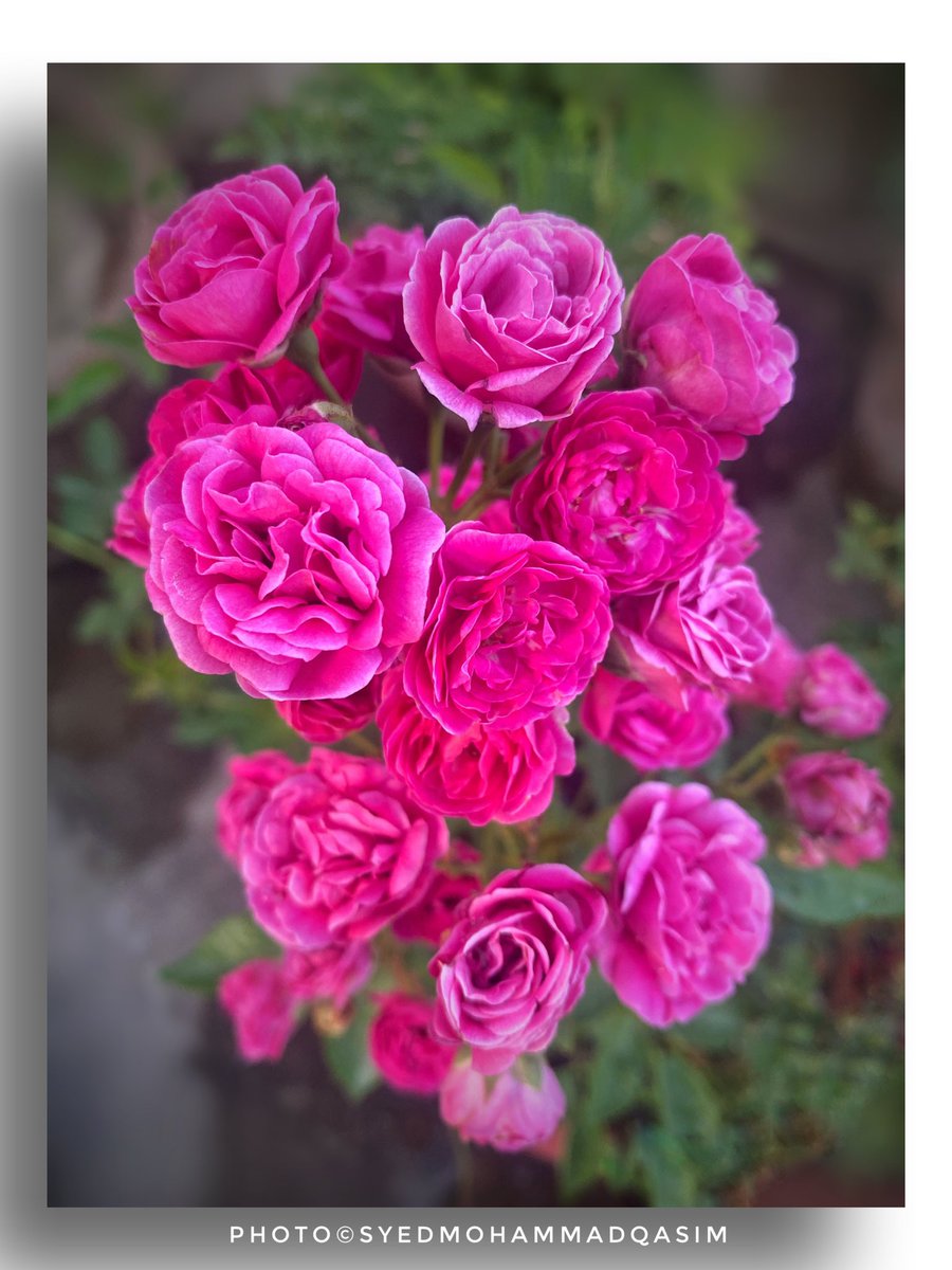 EvolveLeadLove's tweet photo. It is said that being in the environment of growth gives us #Happiness .
When we are constructively,creatively engaged in our life, happiness follows.
I felt super happy in the company of my #ButtonRose which has produced 50 roses in one branch
#FourtyRulesOfHappiness #Nature https://t.co/Y0lD4ervoO