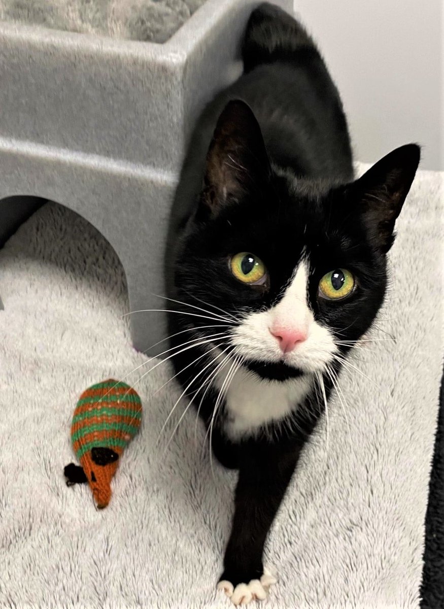 CPCardiffHIC's tweet photo. The beautiful Sheila (9yrs) is still waiting patiently for her forever home. She loves a lap to cuddle up on and can live with other cats. Have you room in your heart and home for this sweetheart? 💝 https://t.co/Ck7bFxLsjg
