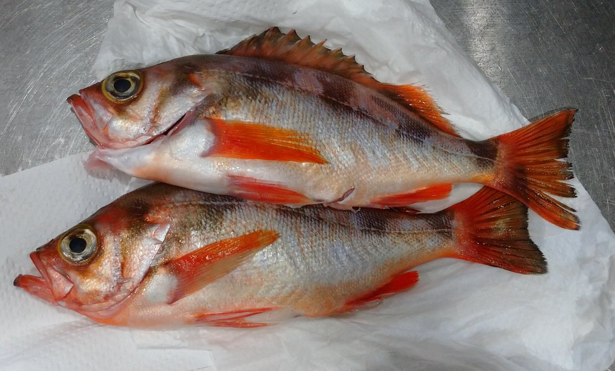 cherry_masaya's tweet photo. #fishshopping #rockfish #cooking
#メバル #鮴 #青森産
アカメバル
久しぶりに個体の大きいメバルが
お値打ちで購入できました😊
きれいに洗って、保管~ https://t.co/ligvFcTUr0