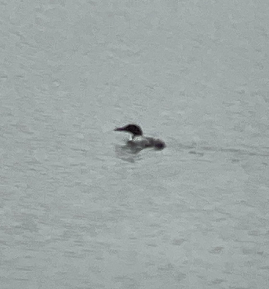 DavidZielinski4's tweet photo. Loon sighting at Mallard Lake @dupageforest https://t.co/q2qNtsuXza