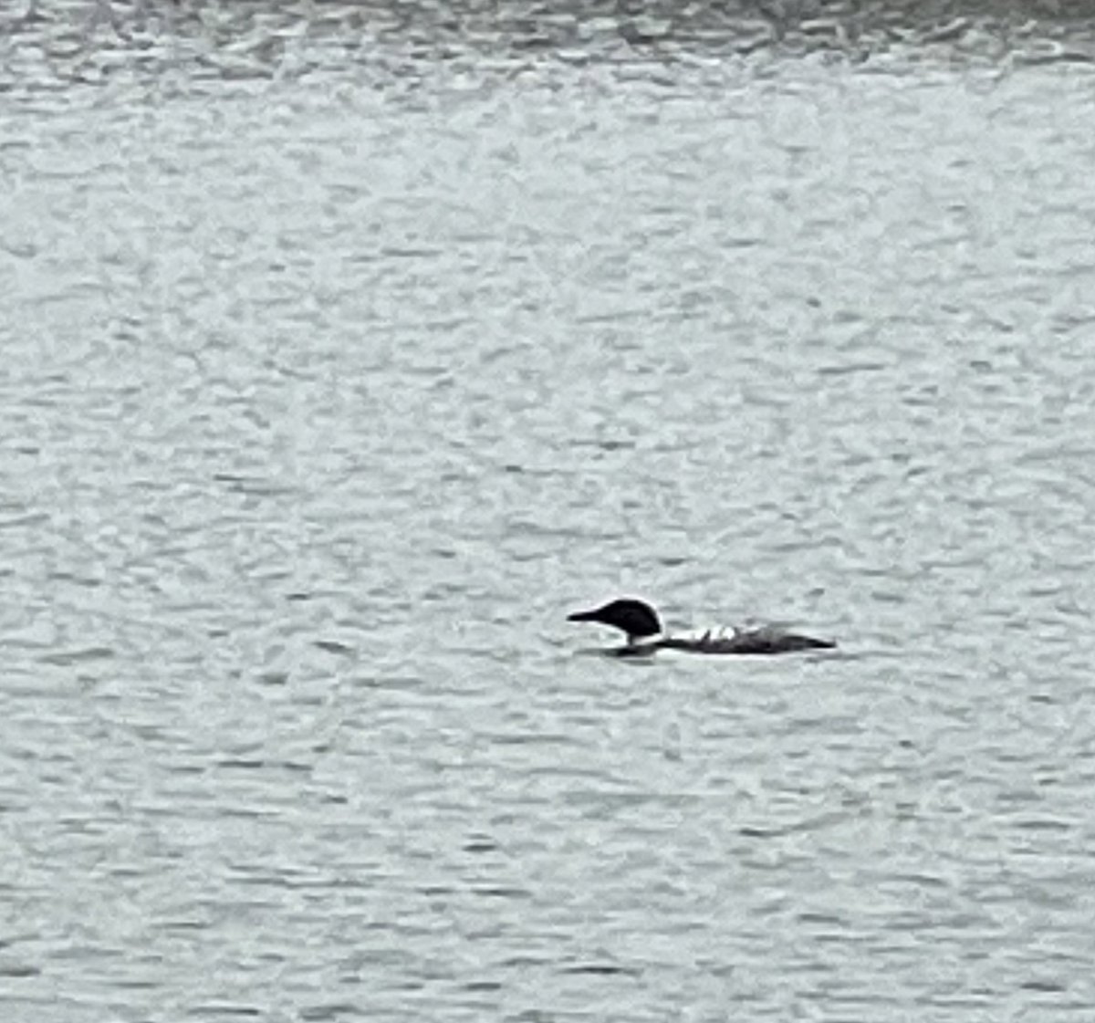DavidZielinski4's tweet photo. Loon sighting at Mallard Lake @dupageforest https://t.co/q2qNtsuXza