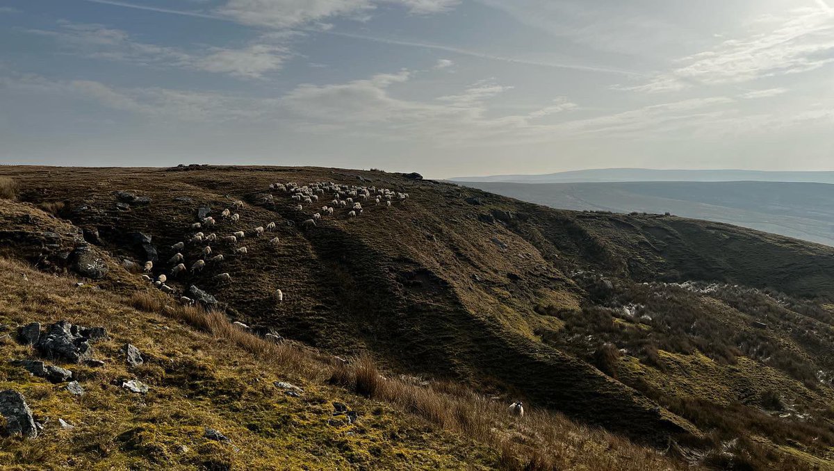 AmandaOwen8's tweet photo. Take time.
The yows are heavy with lambs now so there’s no hurry. 🐑🐑🐑 
#yorkshire #shepherdess #morning #spring #sunshine #weather https://t.co/2nnQFKRGJQ