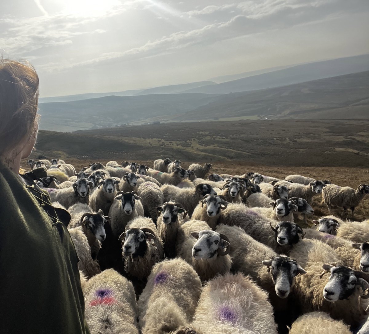 AmandaOwen8's tweet photo. Take time.
The yows are heavy with lambs now so there’s no hurry. 🐑🐑🐑 
#yorkshire #shepherdess #morning #spring #sunshine #weather https://t.co/2nnQFKRGJQ
