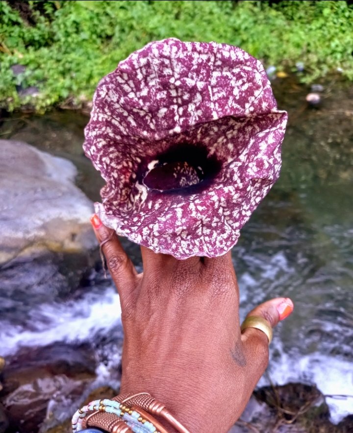 jahnoherbs's tweet photo. delicate #flower. aggressive #detox. #lifeChanging benefits.
Head to https://t.co/ybBP8rE59X for #DuckFlower to #reset your internal #biome today. https://t.co/mywfnmoAv3