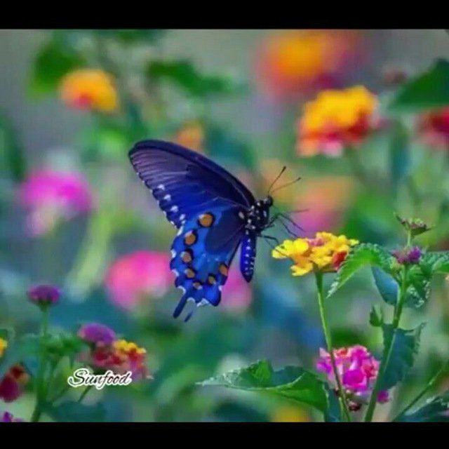 kave_azadi's tweet photo. https://t.co/Cl2UMbeXuv