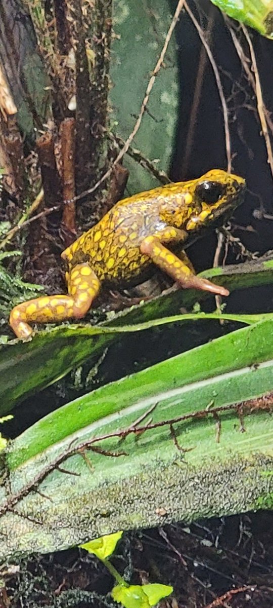 vectorborneslu's tweet photo. "Do you even leap bro?"
- Kiki D. Frog
 #SLUattheZOO https://t.co/UseDa8tQWO