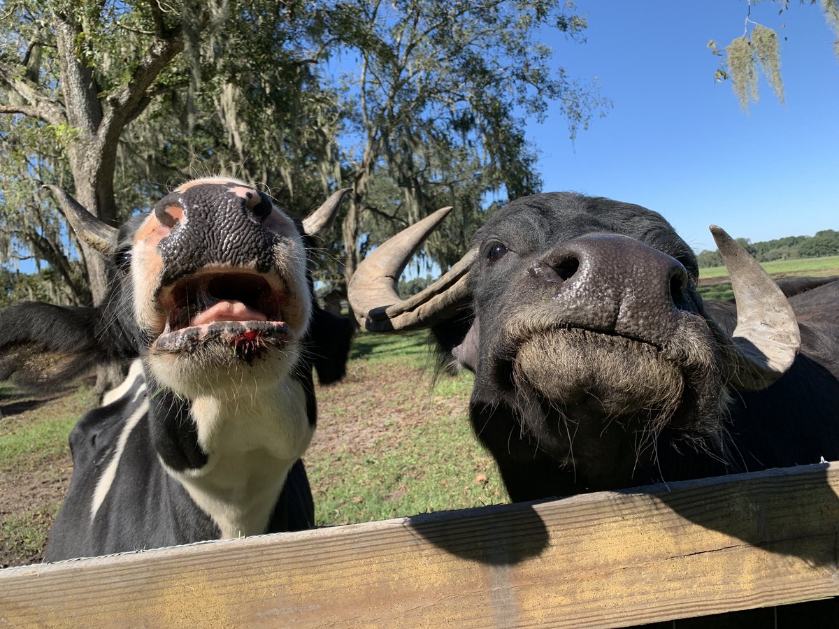 Things you only hear at Critter Creek Farm Sanctuary: "Dogs, stop barking at that water buffalo!" 😂

#vegan #farmsanctuary
