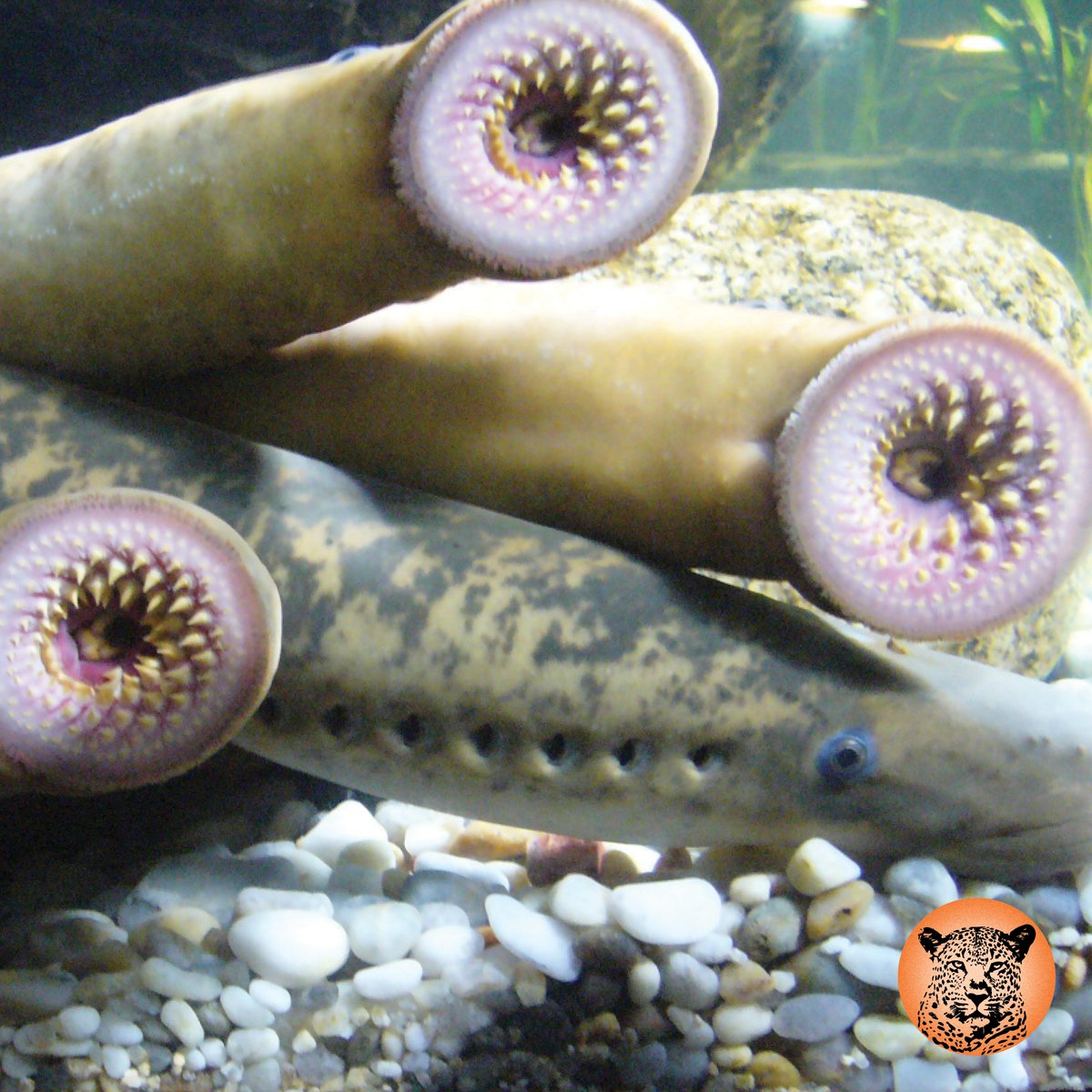 SafariUltimate's tweet photo. Top 10 Weird Animals #10
The sea lamprey (Petromyzon marinus) is a parasitic lamprey native to the Northern Hemisphere. It is sometimes referred to as the “vampire fish”.
📷: Fernando Losada Rodríguez
#sealamprey #sealampreys #vampirefish https://t.co/xjJY7oEaxJ
