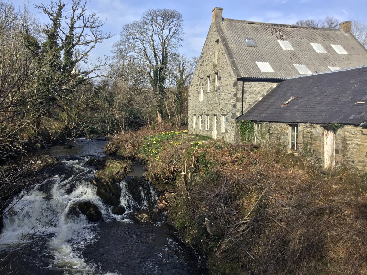 The daffodils are in full bloom in the glorious sunshine today on Islay.
#islaywoollenmill
#islay