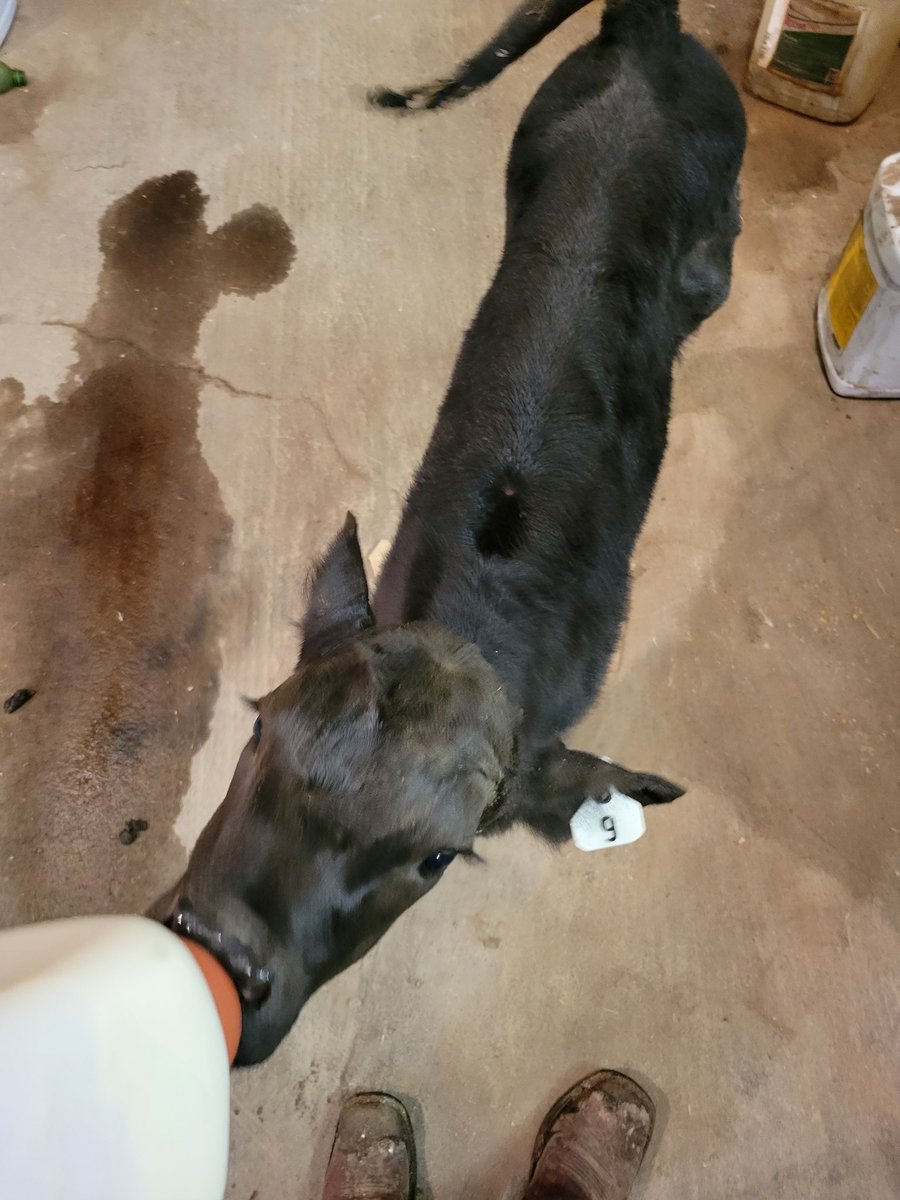 Hi everyone.  This is Horace.  His experienced mother won't claim him. Her abandonment issue has been attributed to the newly emerged highly contagious DIPSHIT variant of the coronavirus.