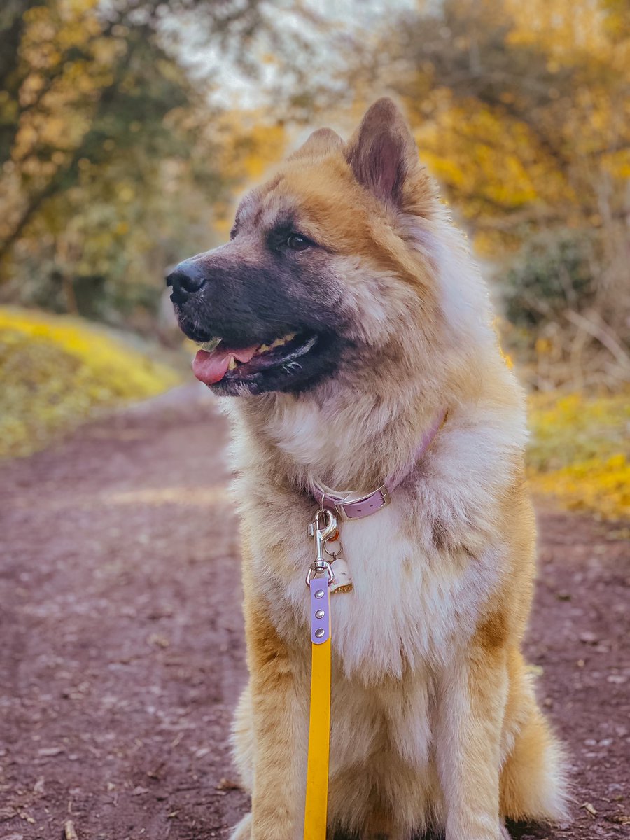 We’ve been abit quiet with moving house, settling in and mum being ill but we’re so ready for spring!! How’s your week going? #DogsofTwittter #spring #akita #dogs