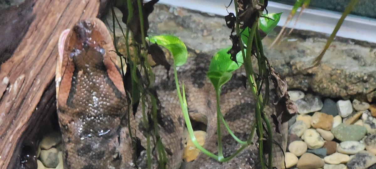 vectorborneslu's tweet photo. Me - did you want some?
Anaconda - does it come with buns?
#SLUattheZOO https://t.co/lEppqsqKEx