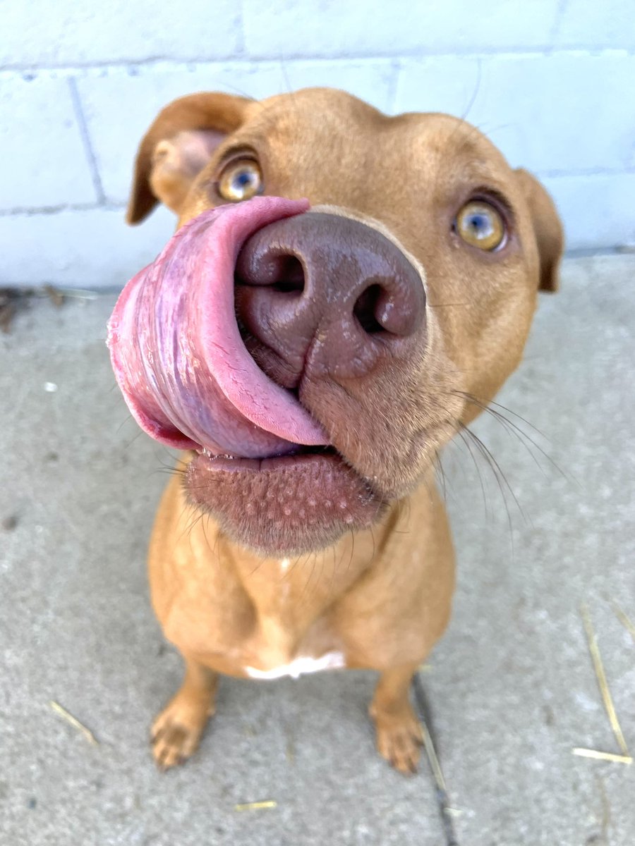 Howard_J21's tweet photo. @BuschBeer Murman Brown is always looking forward to the weekend to enjoy a dog brew 🍻 #BuschBarkBracket #Contest https://t.co/vuIFbf9Cby