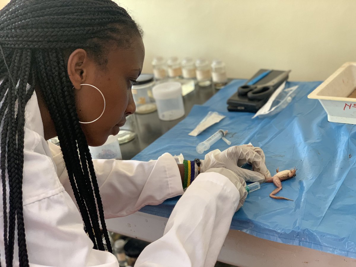 Christella, akomeje kunganira ubushakashatsi ku urusobe rw’ibikeri mu Rwanda akusanya amakuru yagenderwaho nihashyirwa gahuda yihariye yo kubungabunga bunga urusobe rw’ibinyabuzima rutitabwaho cyane nk’inikeri ndetse n’ibindi dufite mu Rwanda.