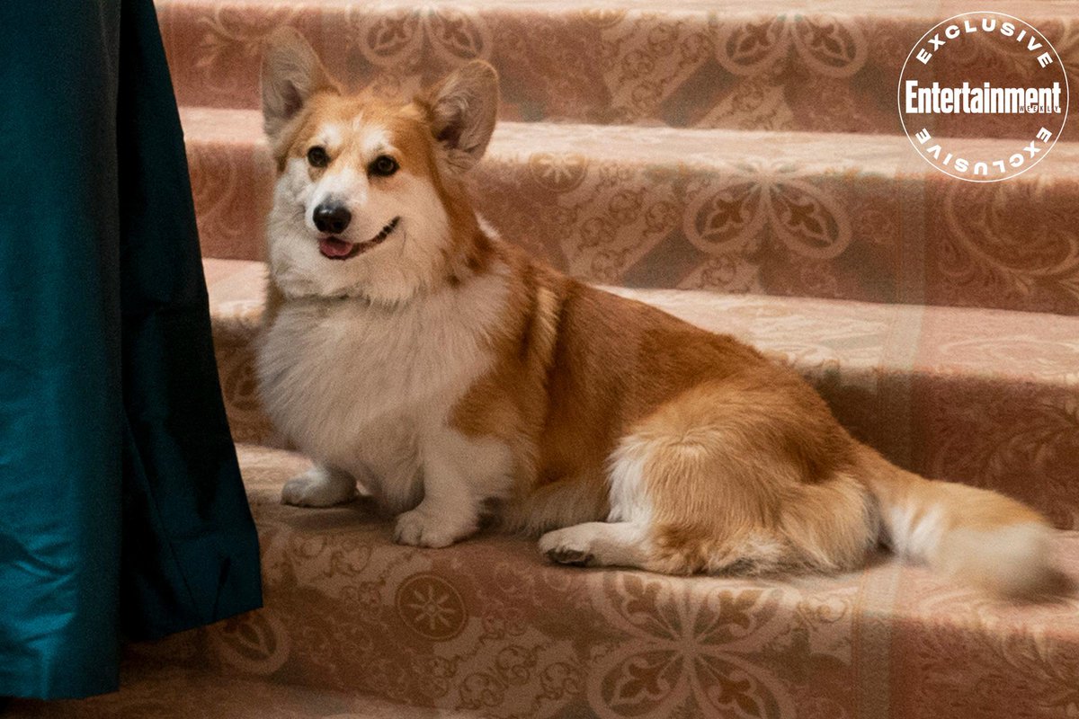 rippingonpod's tweet photo. cannot wait for this little mischievous corgi to be on my tv screen this Friday!! https://t.co/XxEMWtU5of