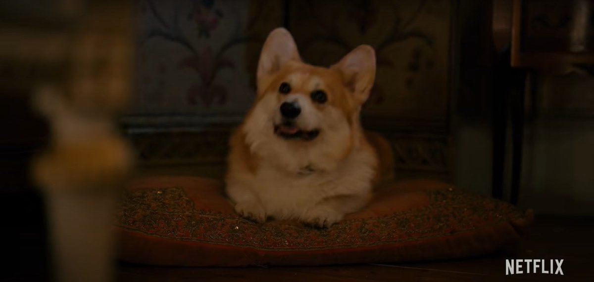 cannot wait for this little mischievous corgi to be on my tv screen this Friday!!