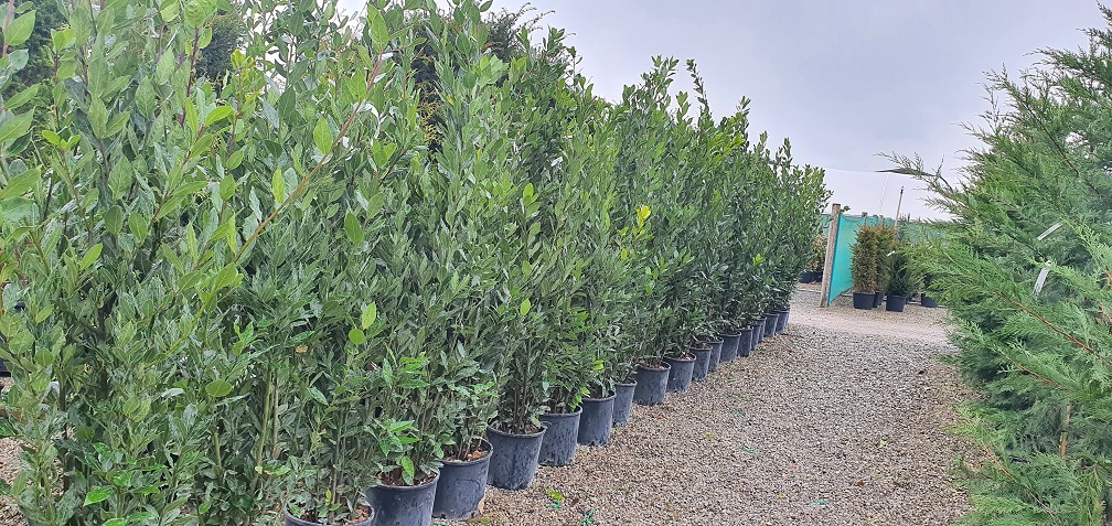 Grasslands Nursery tweet media