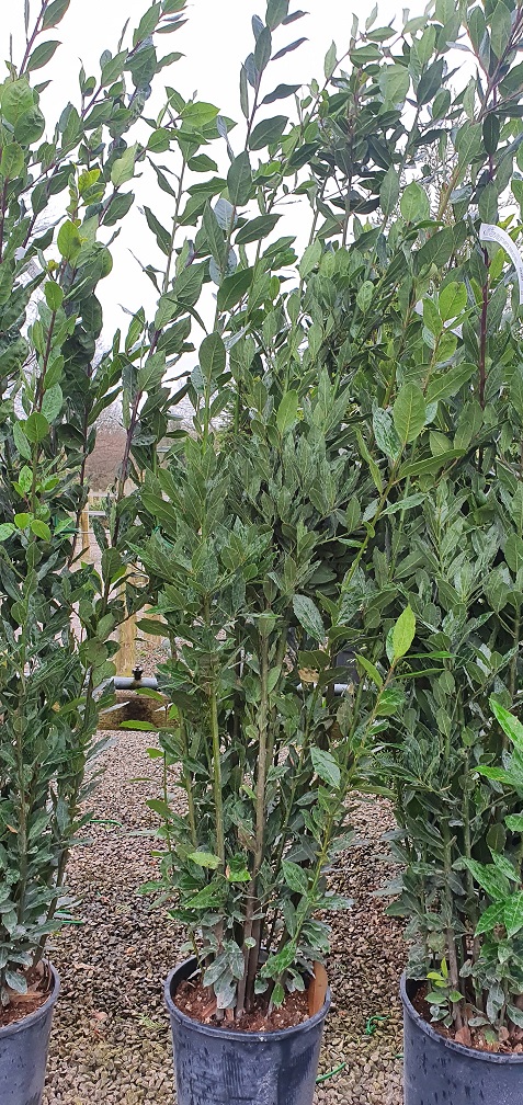 Grasslands Nursery tweet media