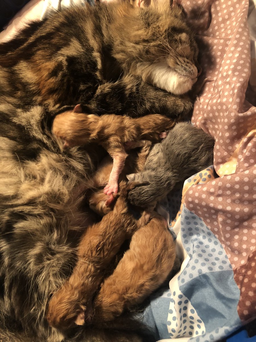 AllyaUkeu's tweet photo. gemoy baby cat has arrived! welcome to the world babysss🤍 https://t.co/HOdYlZ9Ifa