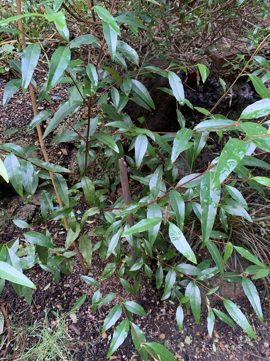 Chef’s cap correa, Correa baeuerlenii probably the least hardy Correa in my <a href="/Plantheritage/">Plant Heritage</a>  national collection. It’s gotten through two winters so fingers crossed - but I have a spare <a href="/GondwanaPlants/">AusPlantSoc</a>