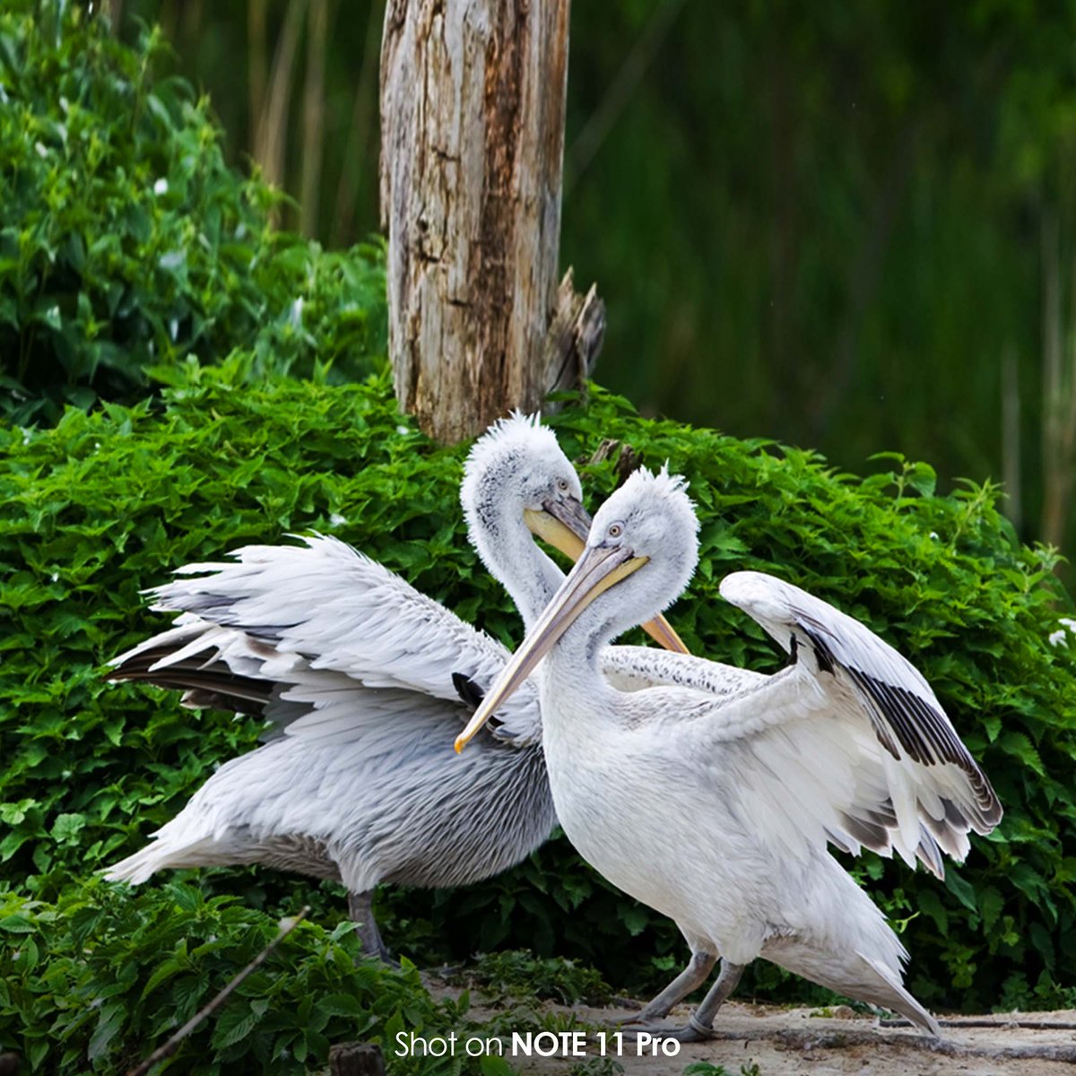 infinixrwanda's tweet photo. Nature is so beautiful and calm. You can't help but take a shot.

#Shoton #NOTE11Pro https://t.co/PPFYde3m5O