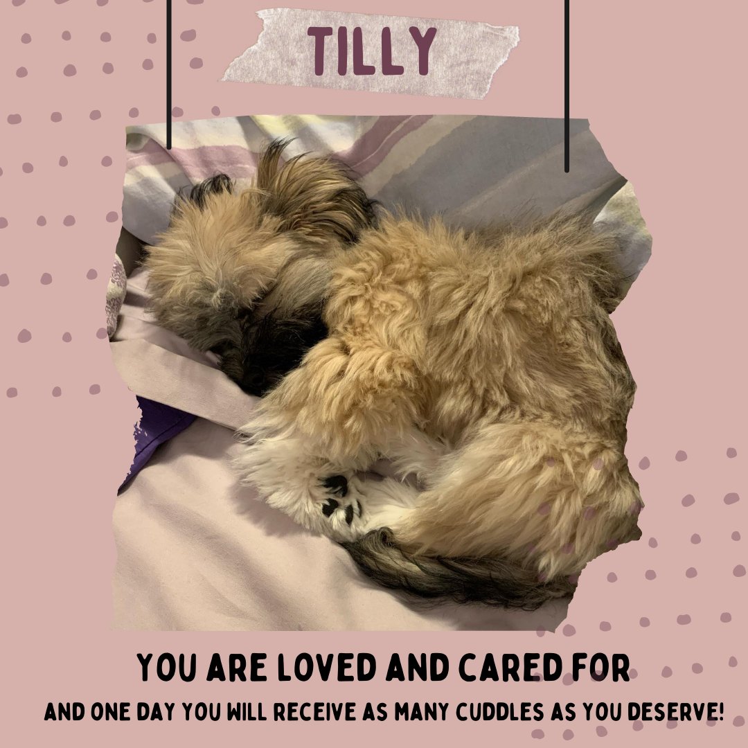 GVWritingCenter's tweet photo. Guess what! Sarah K's precious friends Tilly and Ruben want to remind you that you are loved and cared for!! https://t.co/7Zu5ISYktt