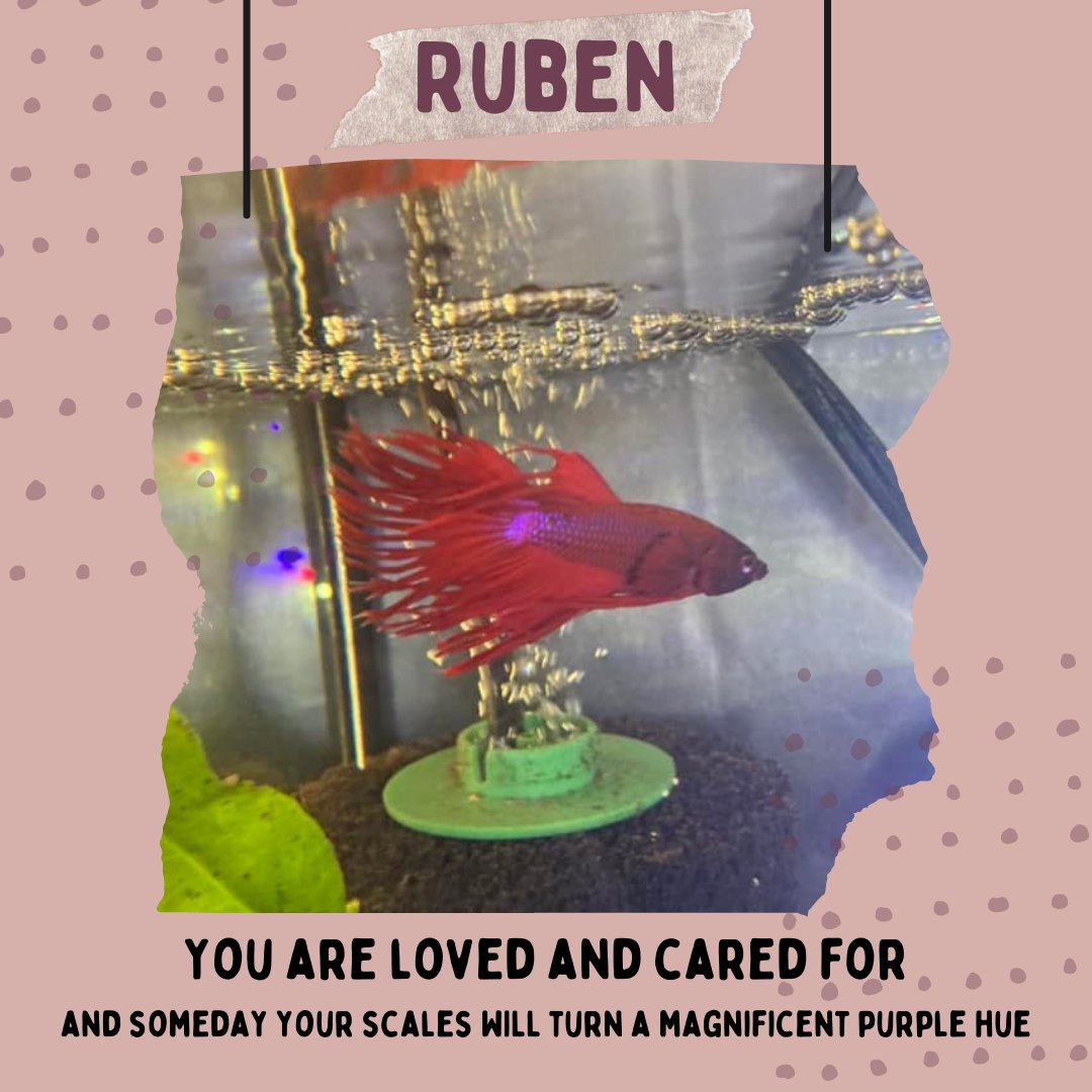 GVWritingCenter's tweet photo. Guess what! Sarah K's precious friends Tilly and Ruben want to remind you that you are loved and cared for!! https://t.co/7Zu5ISYktt