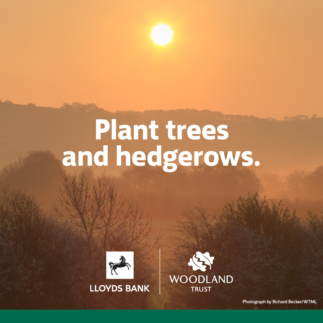 LloydsBankBiz's tweet photo. Do you have more than half a hectare of land, suitable for planting trees or hedgerows? The MOREwoods or MOREhedges scheme in partnership with the @WoodlandTrust could be right for you.
#financingagreenfuture