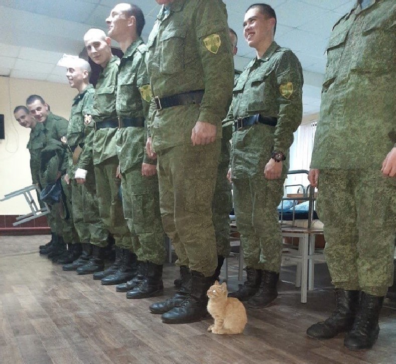 12as34dfzxcvvbb's tweet photo. Вот поэтому наши кошки попали под санкции. https://t.co/pReJClnd46