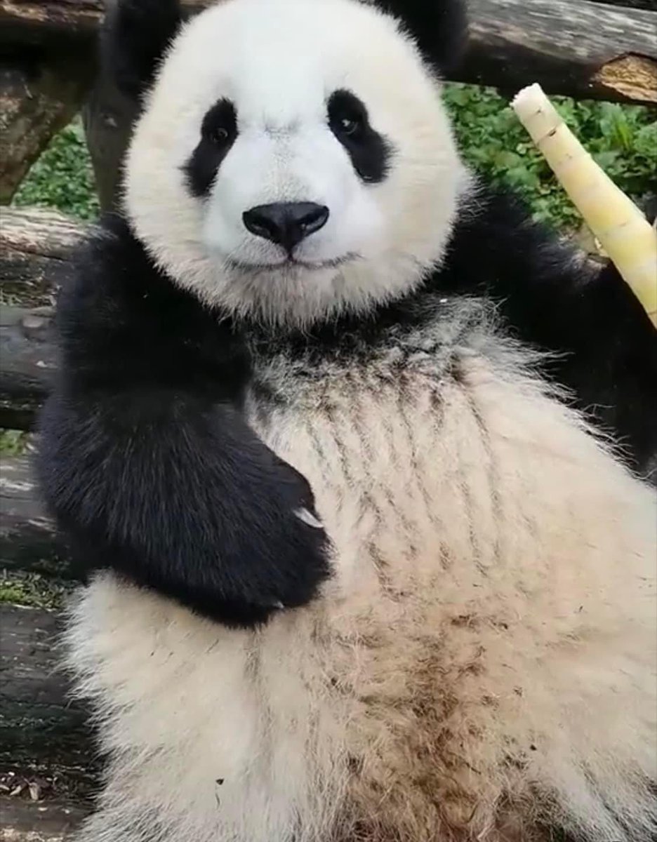 Princess Pinky 1st of Her Name & Mother of Pandas tweet media