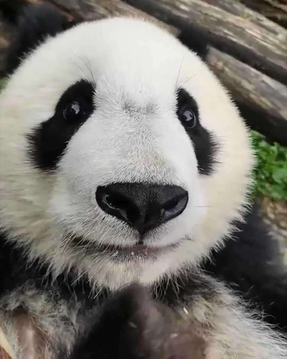 Princess Pinky 1st of Her Name & Mother of Pandas tweet media