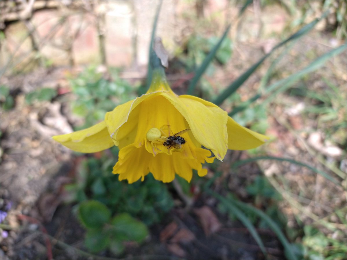 spidersfromstow's tweet photo. FWIW yellow *totally* works 💛 #yum https://t.co/h4Q19HcKep
