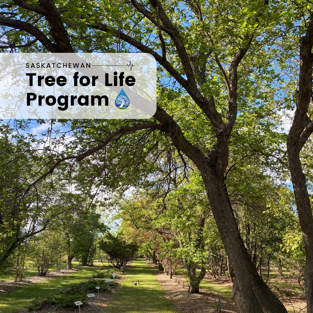 The Saskatchewan Tree for Life Program is accepting tree orders at $5/tree. 🌲
Your purchase will help to support programs and projects that improve water quality in lakes and rivers and provide and sustain wildlife and aquatic habitat. 😁
Visit …katchewan-tree-for-life.myshopify.com to order!