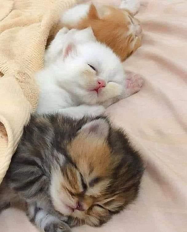 Сайхан амраарэй...