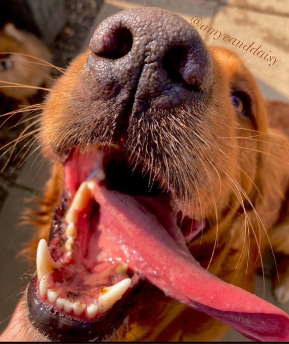 Double tap too boop ❤️🐽

Happy tongue out Tuesday! 
Billy is very happy that the sun is finally shining 🤩🥳

QOTD: would you rather golden retriever or Labrador? 🐶 

In these photos:
Billy - golden retriever - boarding 
#amyeanddaisy #twitterdogcommunity