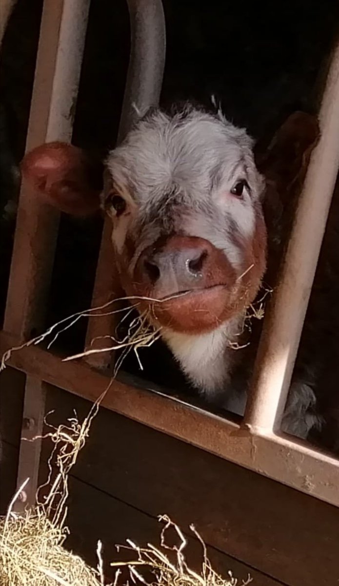 Beautiful little longhorn calf at Carreg Cennen this afternoon #Wales