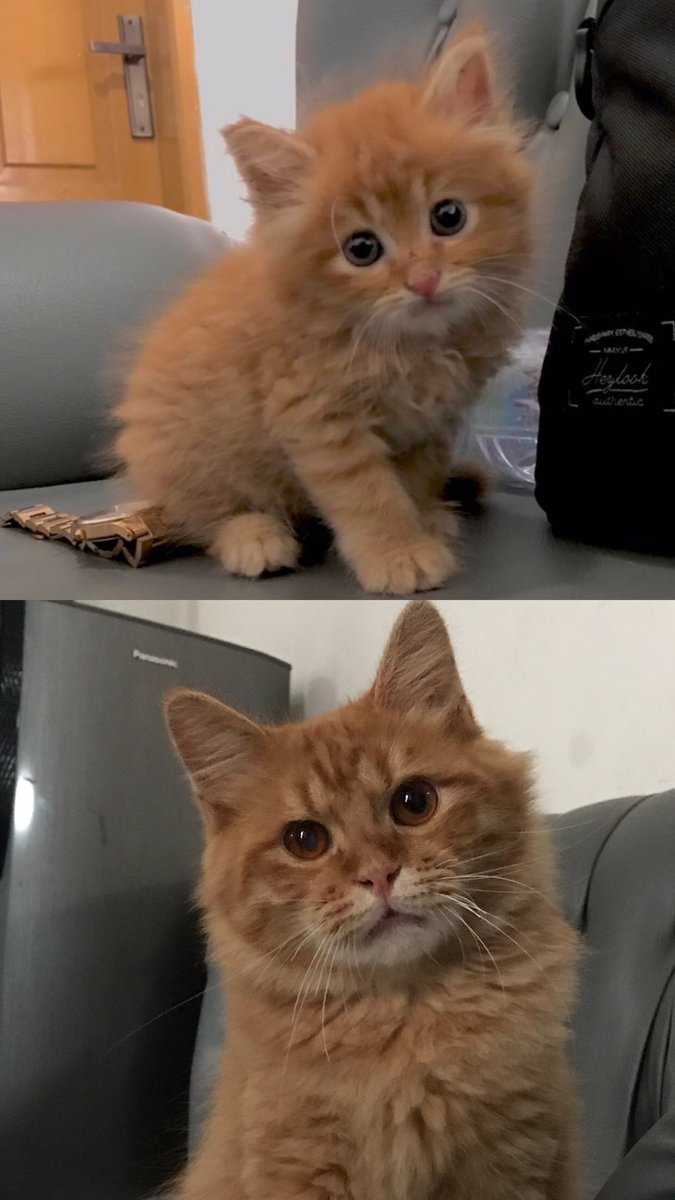 petsfess's tweet photo. bayi 🐈 ku udah gede🥹🥹🥹 https://t.co/nFBUZhuC1Q