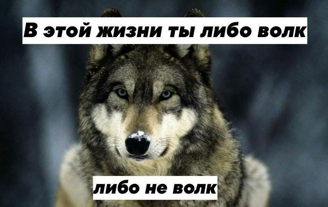 Волк новое слово. Цитаты волка. Волк Мем. В этой жизни ты либо волк либо не волк. Мемы про Волков.
