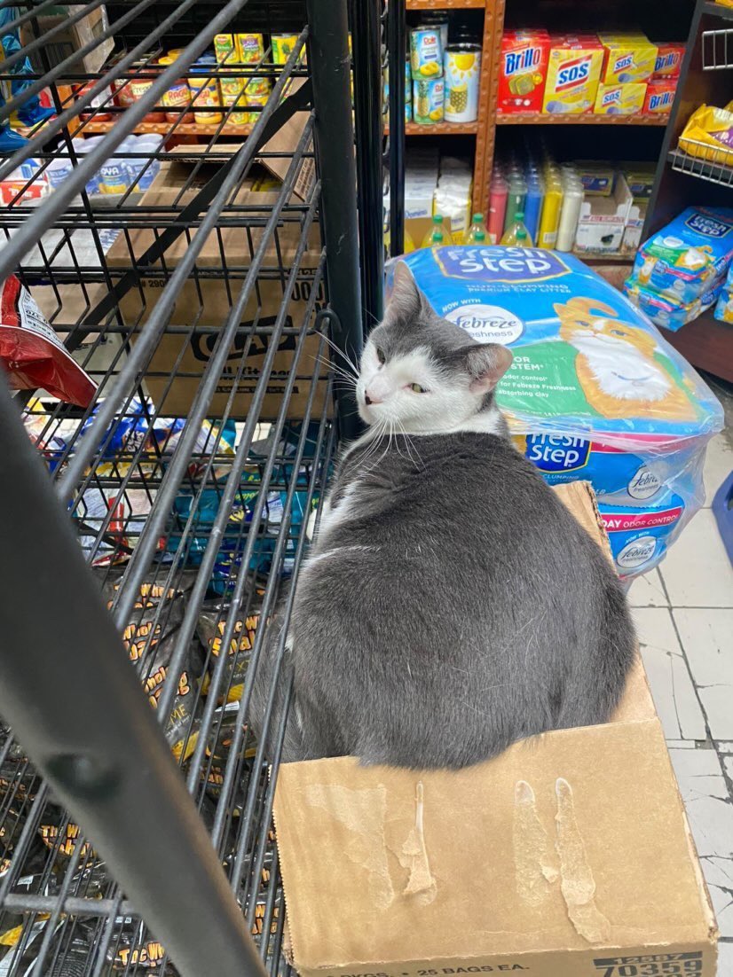 Bodegacats_'s tweet photo. https://t.co/bSmzHaN3hH