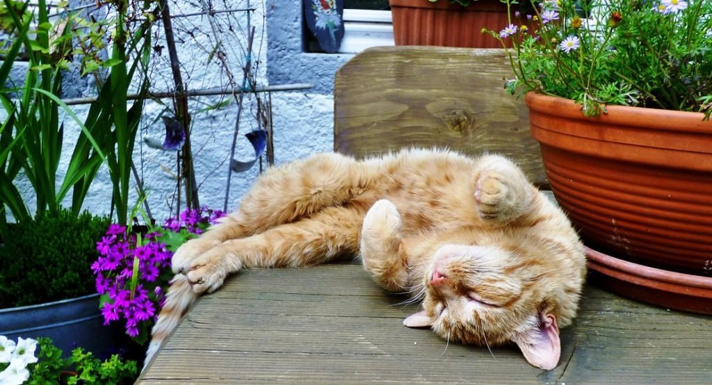 dfwpetsitting's tweet image. Happy Tuesday and National Goof Off Day!
It's all about relaxing and enjoying your day!  Everybody needs a break and some goof off time so what are YOU going to do to celebrate?  Me?  Probably a cat nap like this gorgeous ginger baby in the picture!
daysoftheyear.com/days/goof-off-…